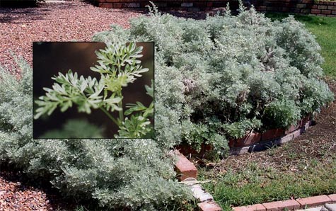 Wormwood Artemisia absinthium